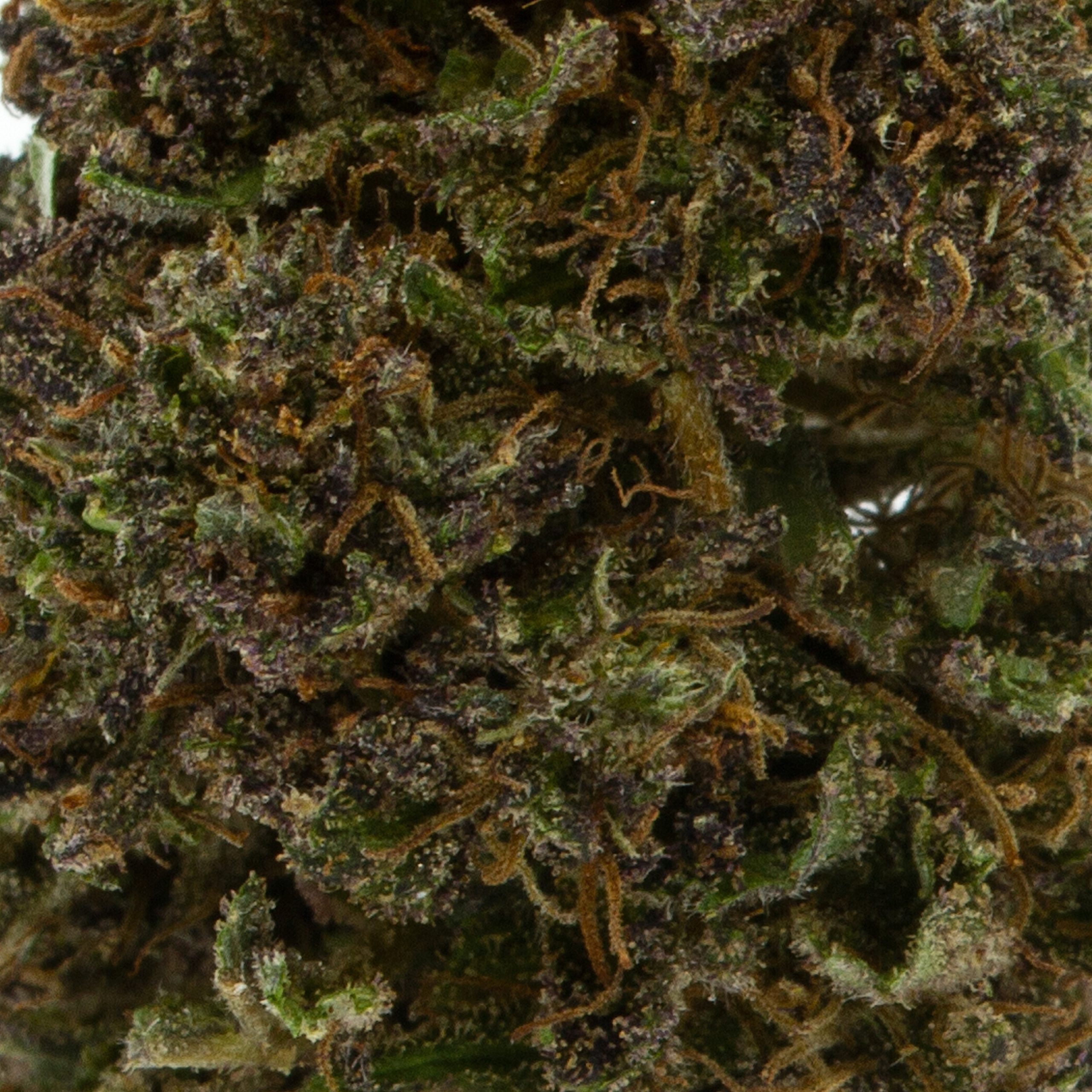 Picky Seeds