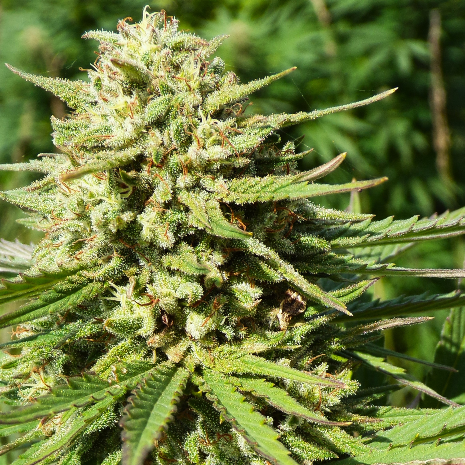 Picky Seeds