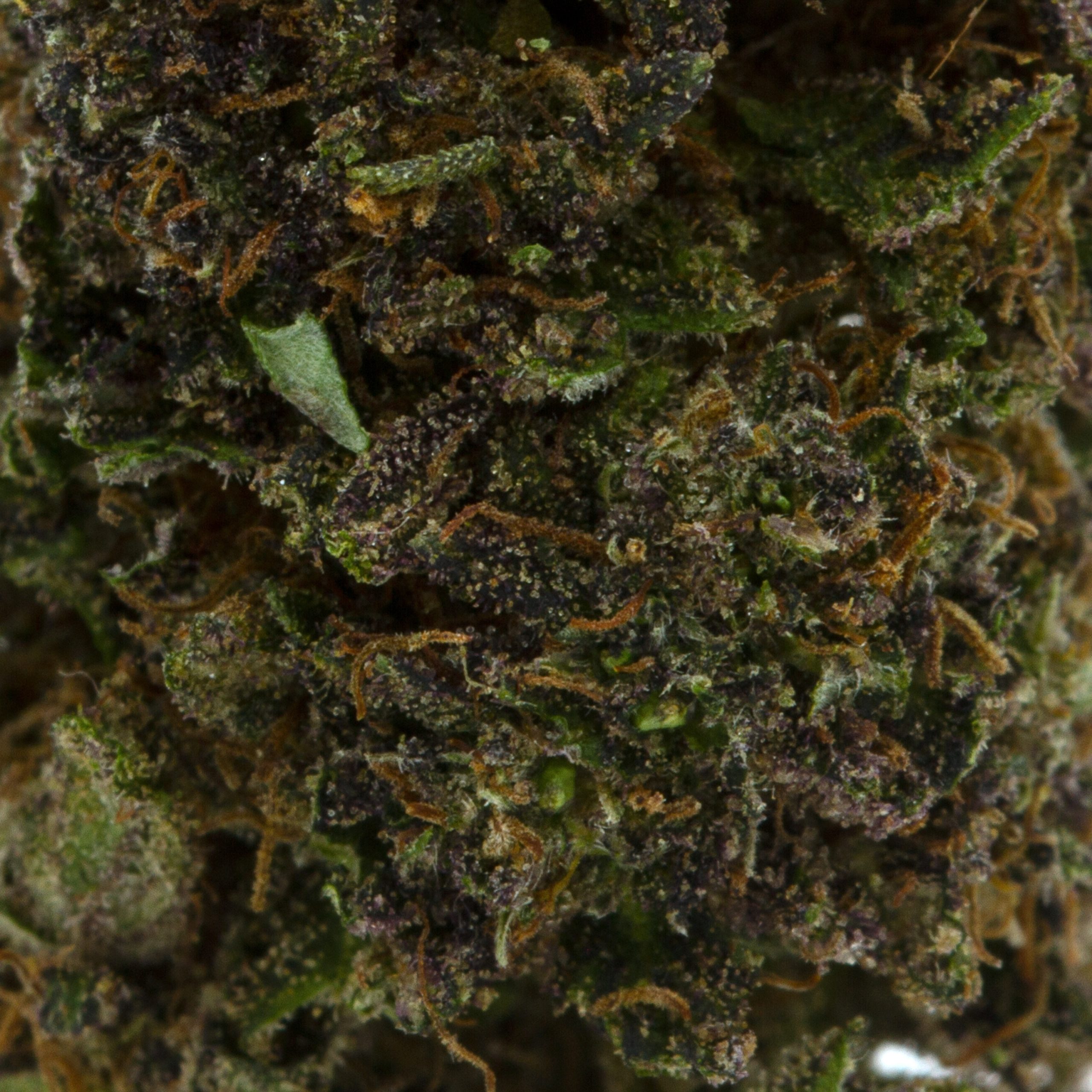 Picky Seeds