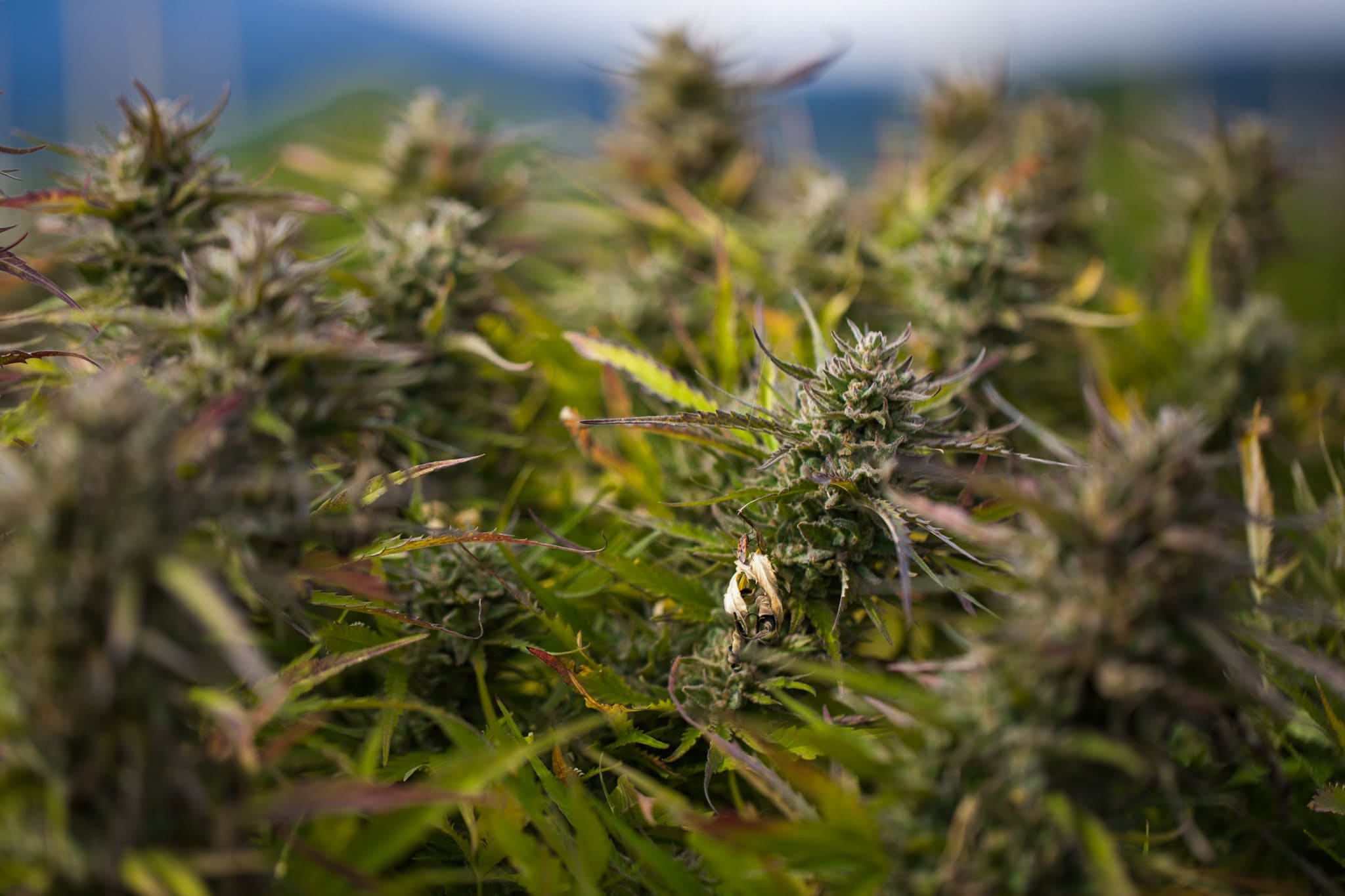 CBD flower on tree