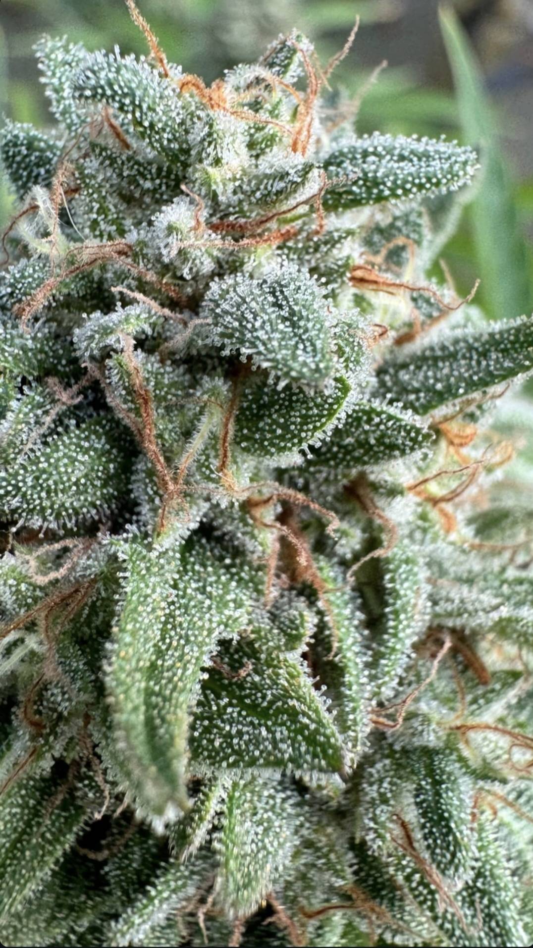 Extraction du CBD : le processus expliqué