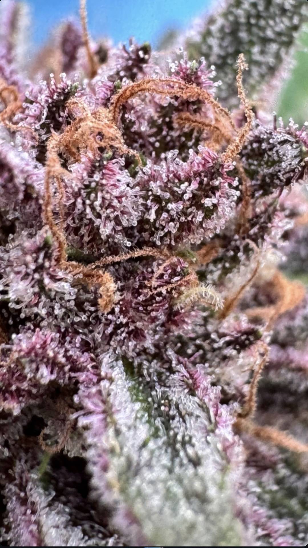 How to Choose the Right CBD Flower: Aroma, Terpenes & Quality