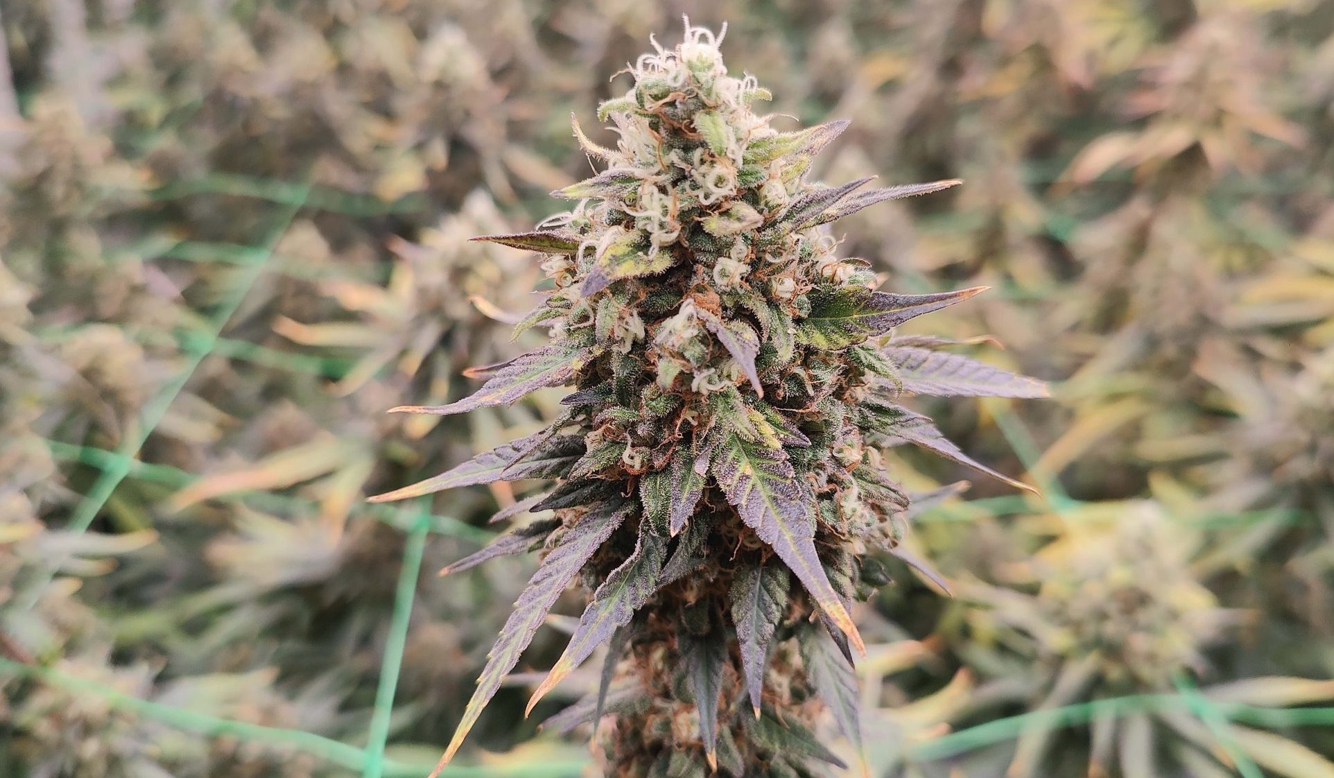 Cultura de la Tropical Dream CBD by WeNeed