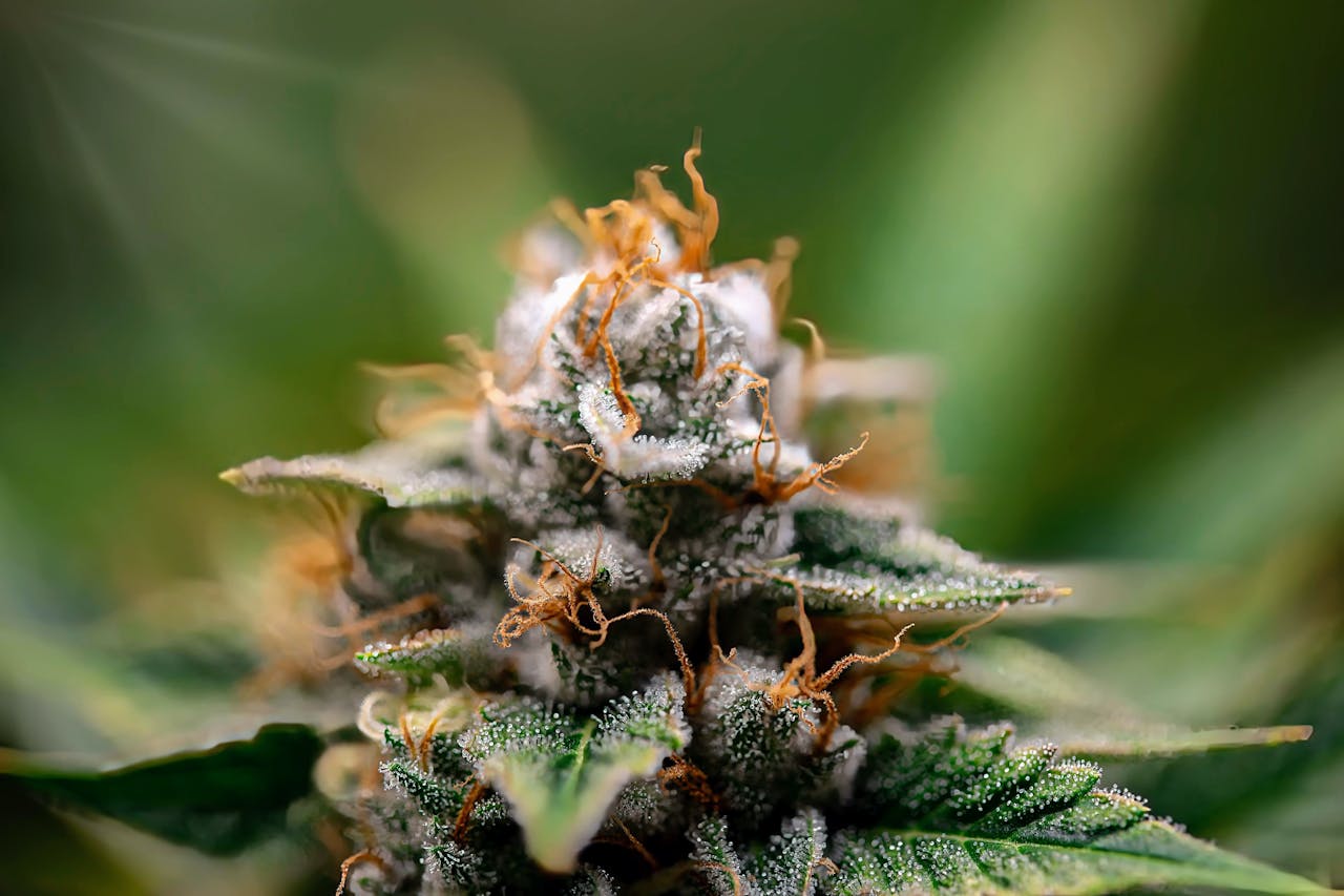 Les terpènes du cannabis et leur rôle