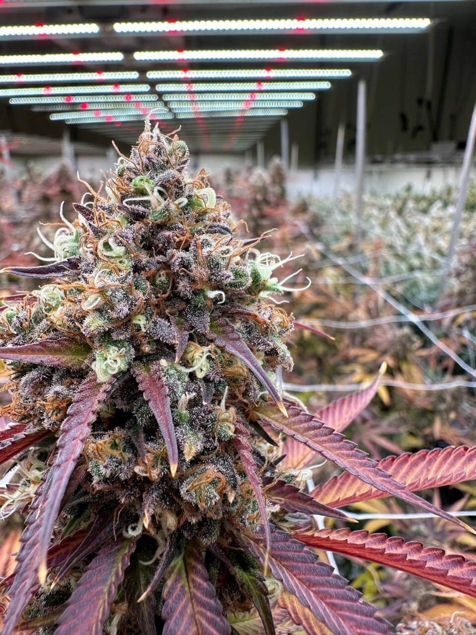 CBD Flowers by WeNeed