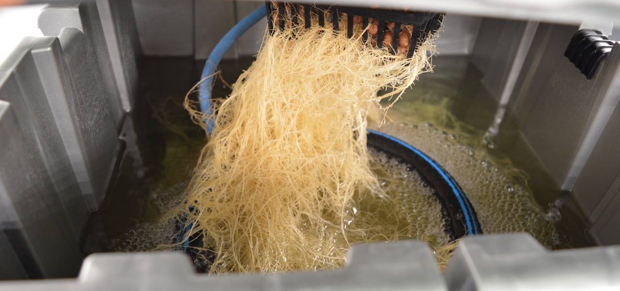 Racines immergées en culture hydroponique