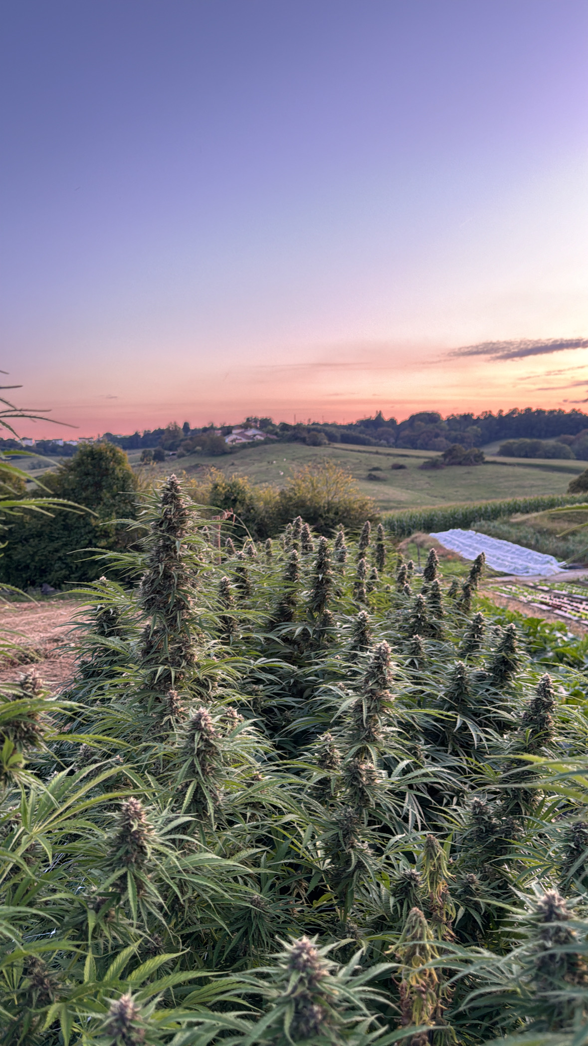 Fleur Hash Gummies CBD Picky