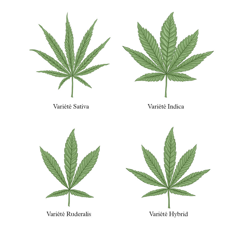 Comment sélectionner une fleur de CBD ?