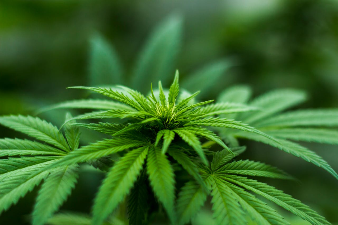 Comprendre les différents formats de CBD