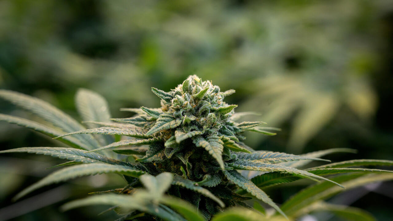 Les variétés de hash CBD en France : fleurs, résines et produits dérivés